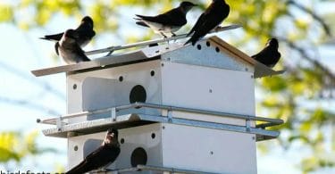 purple martin bird house