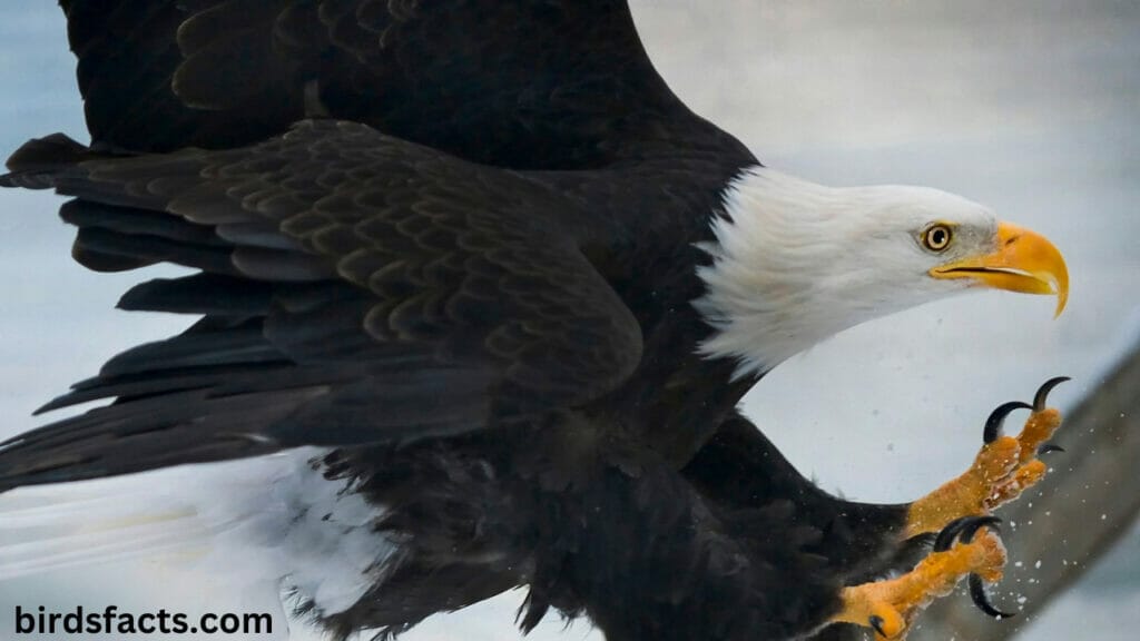 Physical Characteristics of the Bald Eagle