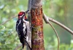 Red-naped Sapsucker