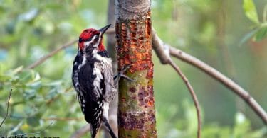Red-naped Sapsucker