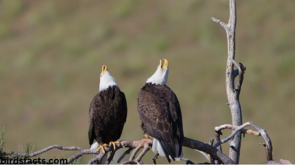 immature bald eagle feathers Social Interactions