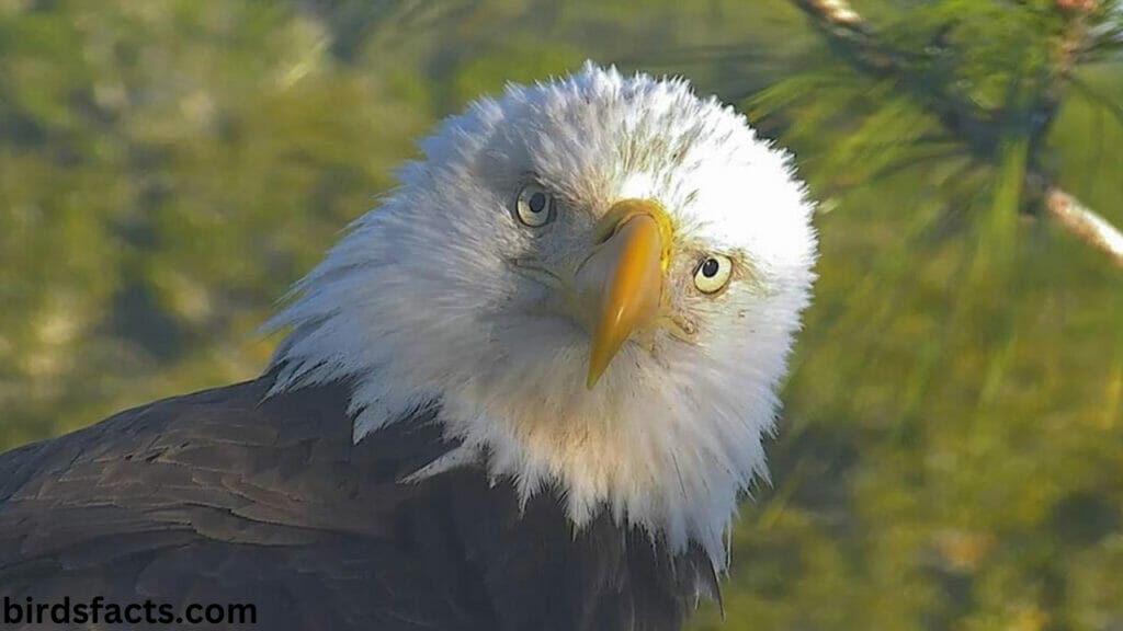 The behavior of the Bald Eagle