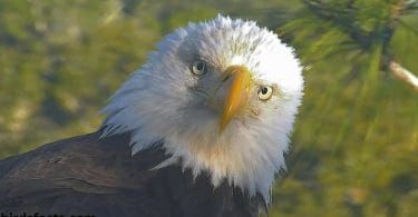 Immature Bald Eagle