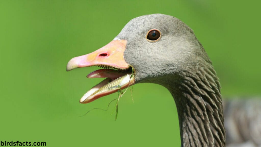 The secret of Duck Teeth