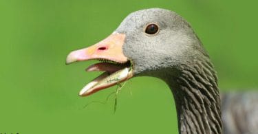 Duck Teeth