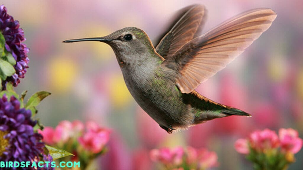 where do hummingbirds go in the winter