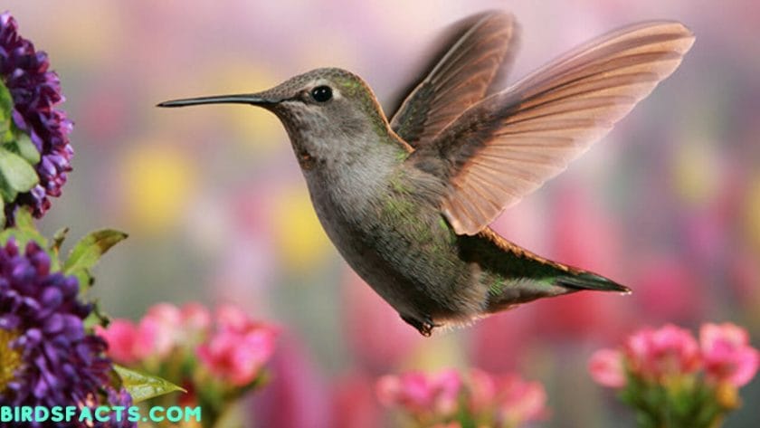 where do hummingbirds go in the winter where do hummingbirds go in the winter