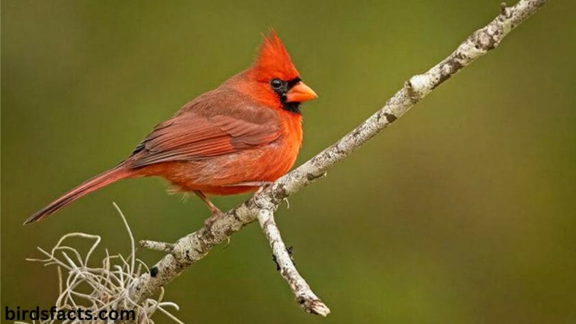 Threats to Female Cardinals