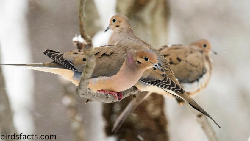 mourning doves symbolism What Does It Mean When a Mourning Dove Coos?