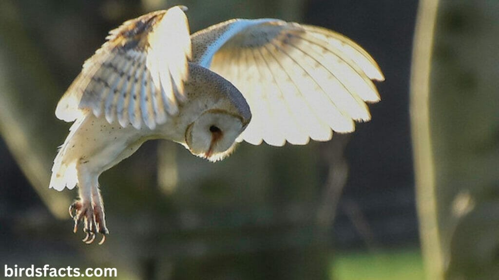 What Makes Owl Legs So Unique?