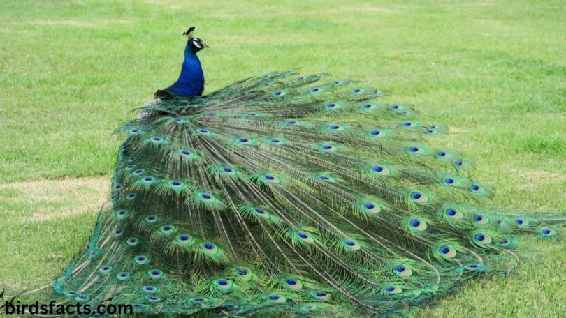 What do female peacocks look like