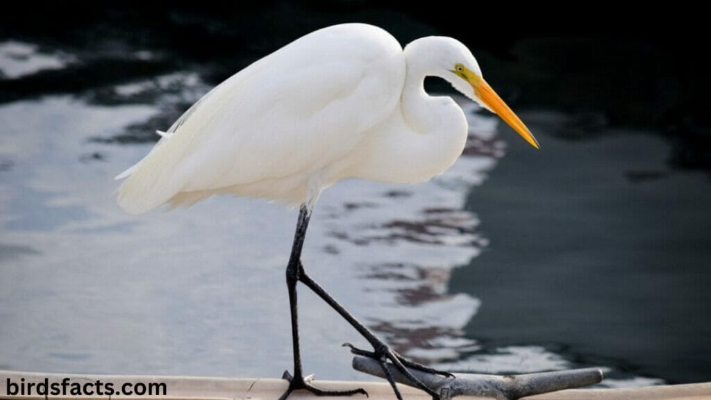 a white heron pdf White Heron Facts