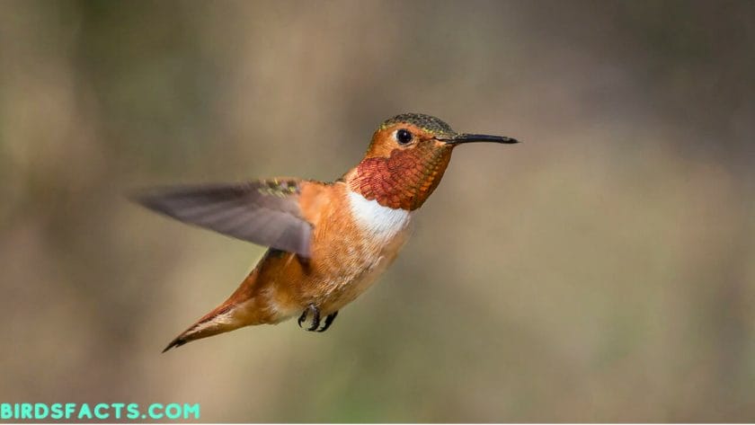 Why Do Hummingbirds Migrate?