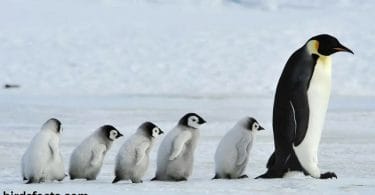 what are baby penguins called