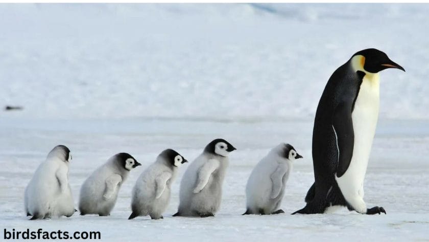 baby penguin Facts