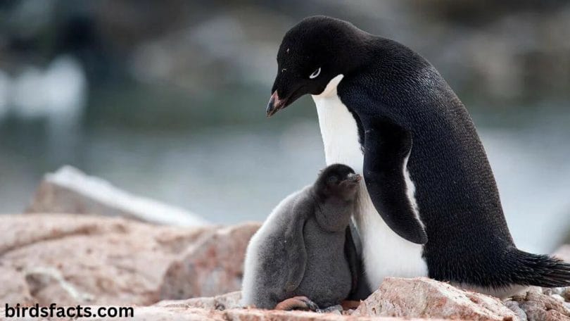 baby penguins afro