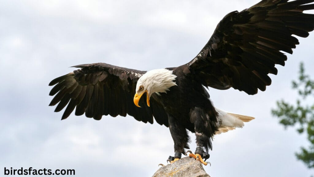 immature bald eagle