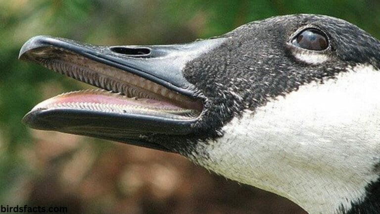 do ducks have teeth