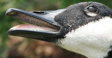 do ducks have teeth