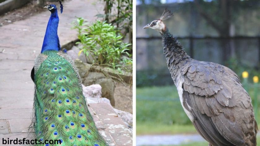 Male vs female peacock
