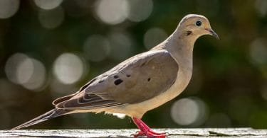 mourning dove call - birdsfacts