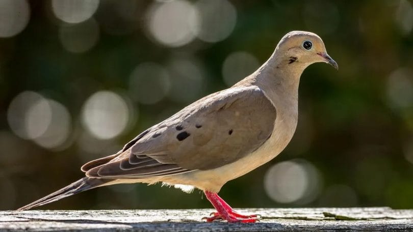 Mourning Dove Call