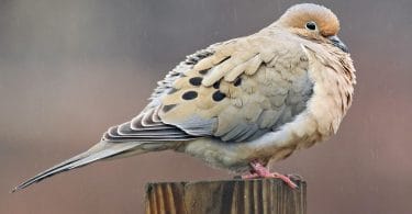 mourning dove sound