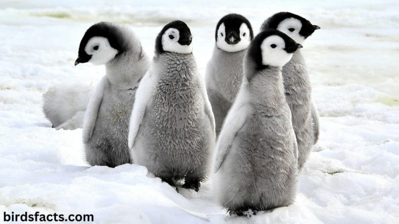 penguin babies