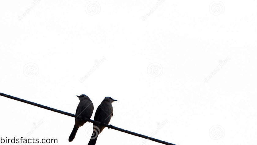 two birds lyrics two birds lyrics