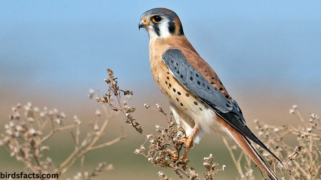 AMERICAN KESTREL