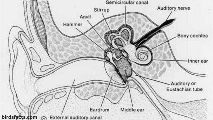 Anatomy of an owl's ear