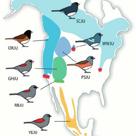 Behaviors and Adaptations of the Junco