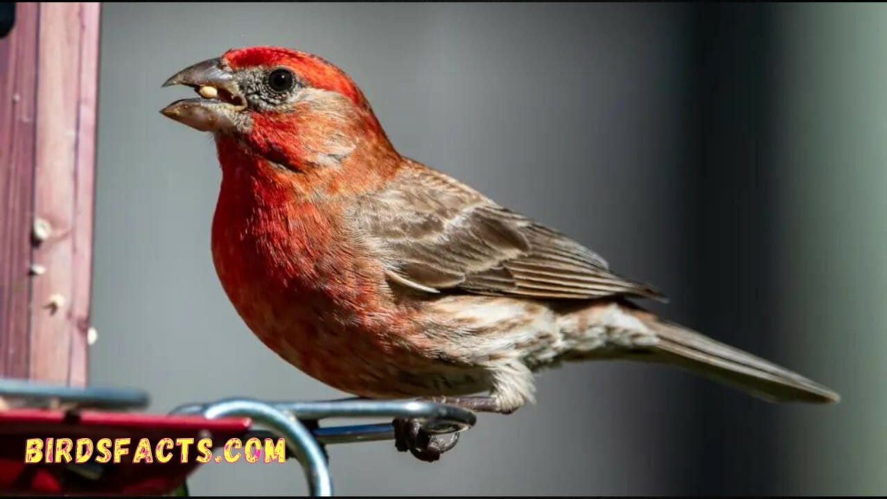 The Beauty and Diversity of Birds with Red Head