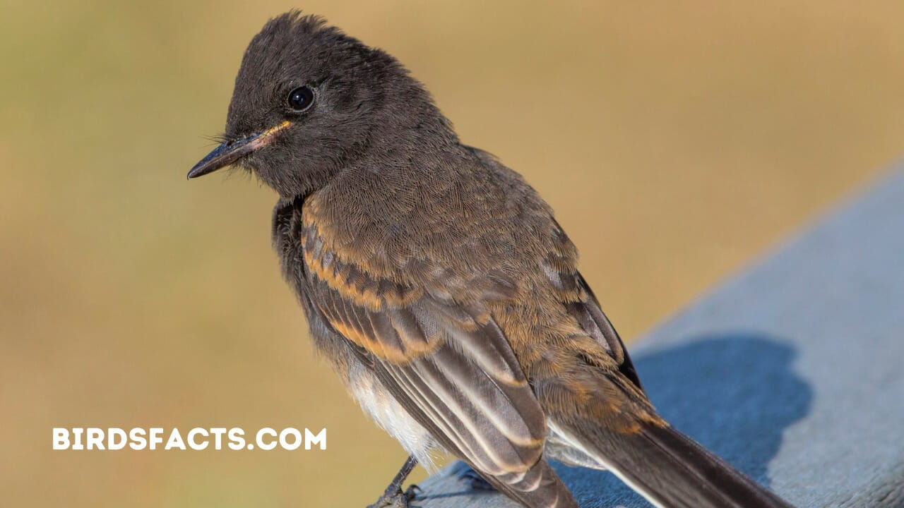 small dark bird with white belly