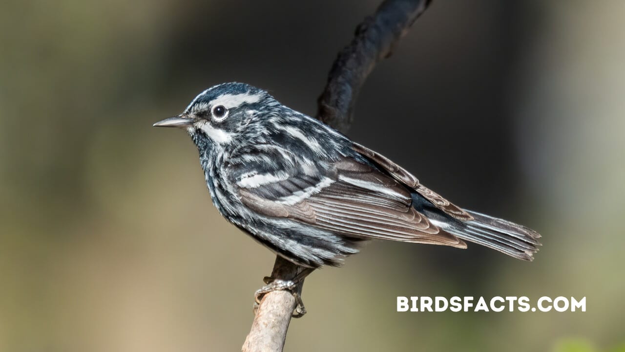 black bird white stripe wing