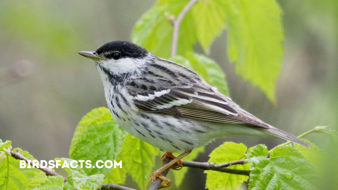 blackpoll warbler call