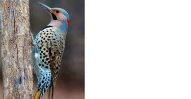 blue woodpecker