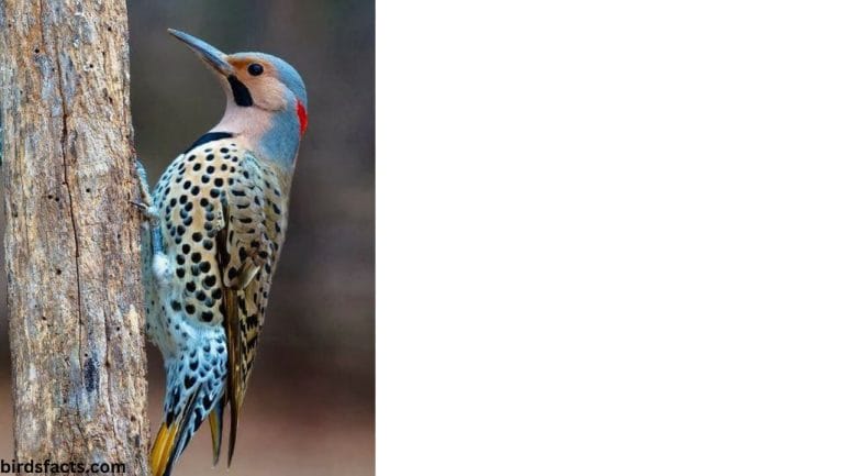 Blue Woodpecker Blue Woodpecker