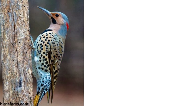 Blue Woodpecker 