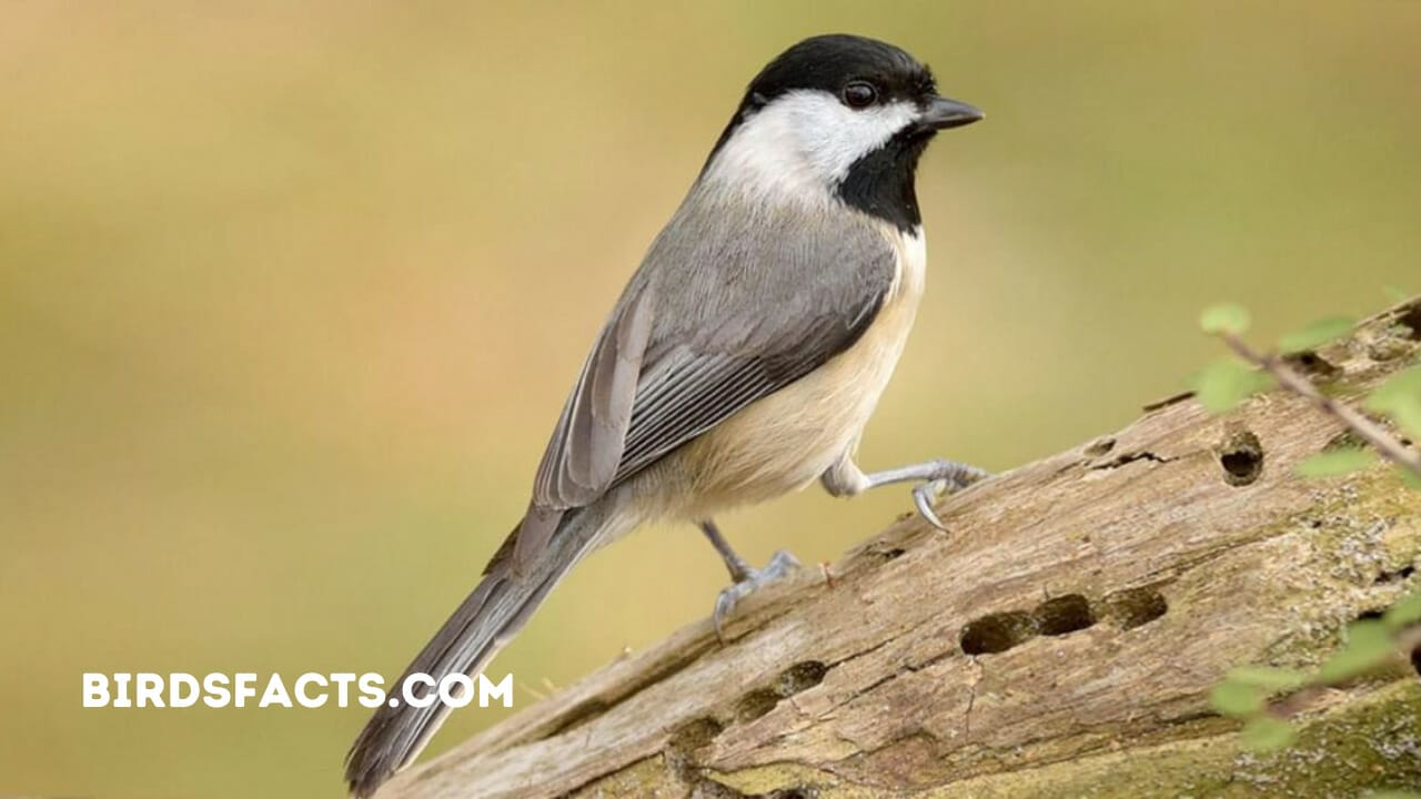 chickadees in ohio