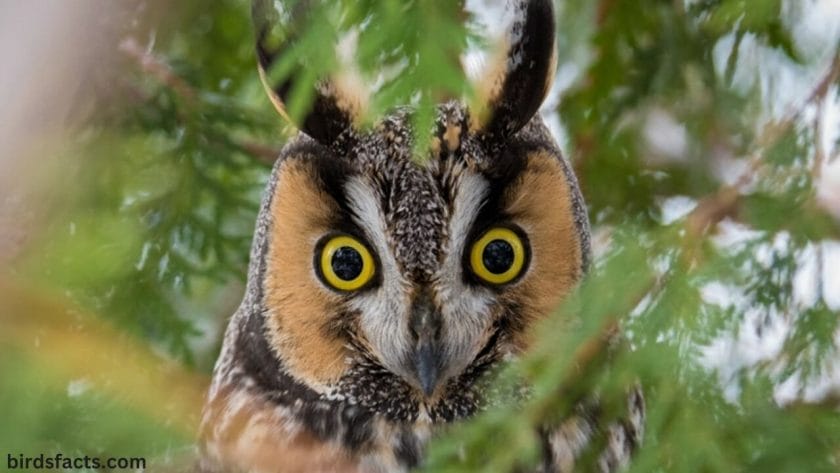 short eared owl sounds Examples of how owl ears can help us learn more about the natural world