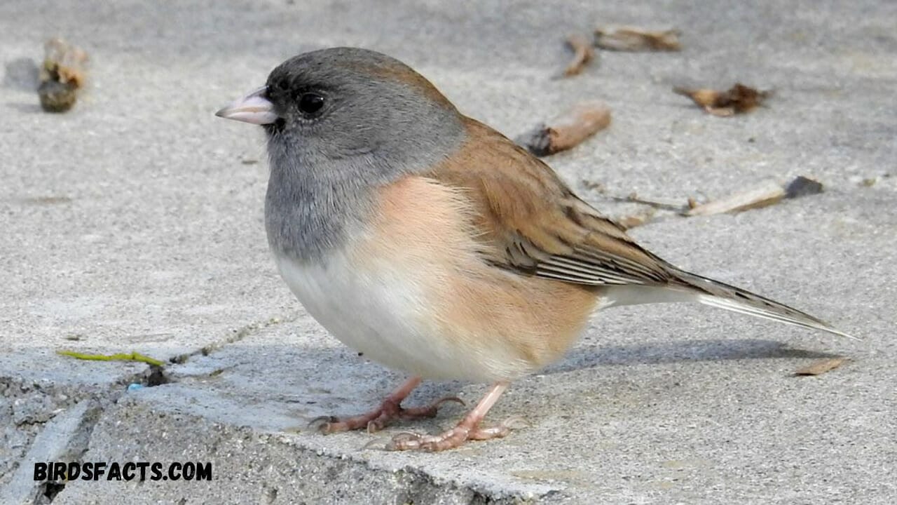 Overview of where Junco can be found