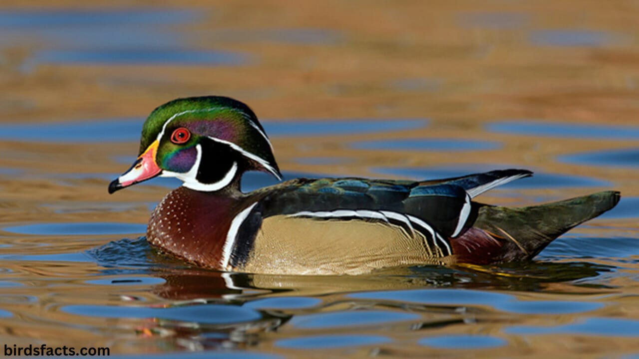 Wood Duck Call Bring Nature to Your Backyard