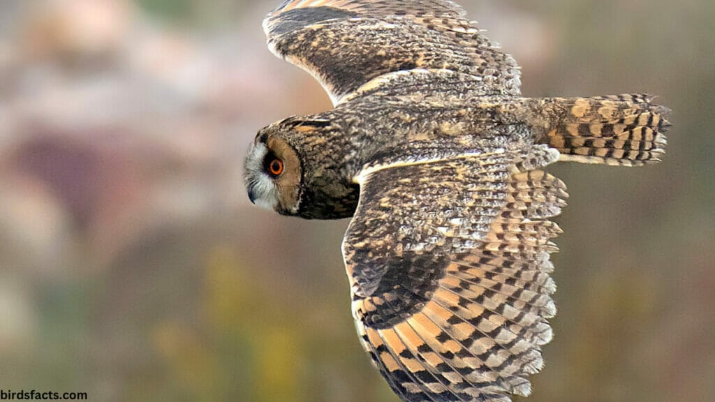 Iong Eared Owl Sound