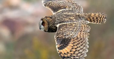 sound Longe ared Owl