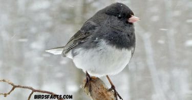Junco Small Black Bird with White Belly