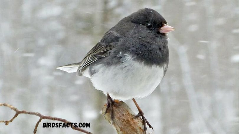 Junco Small Black Bird with White Belly