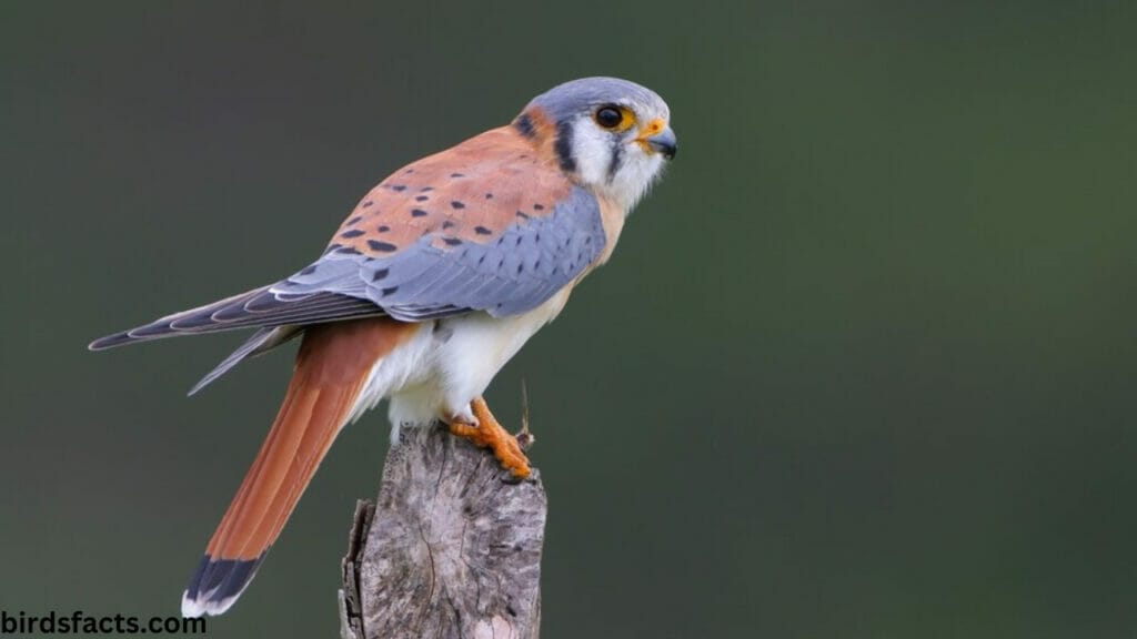 Kestral