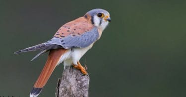 Kestral