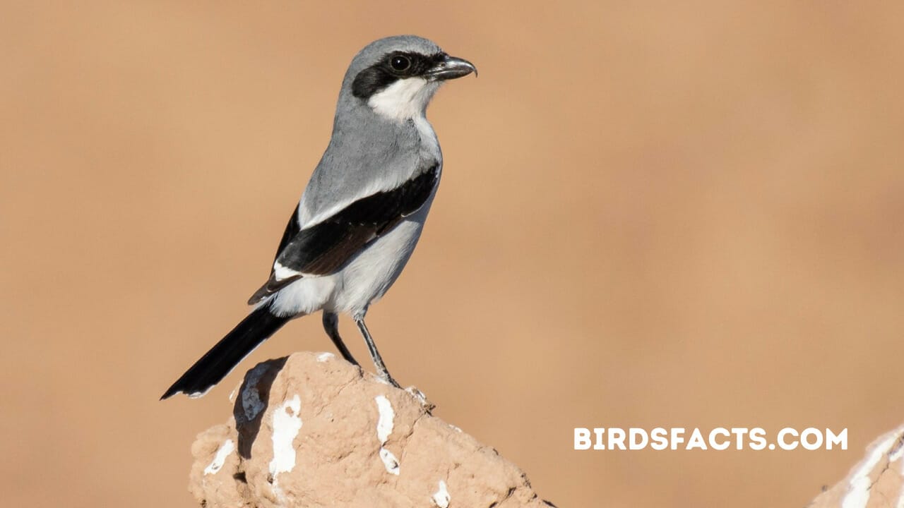 loggerhead vs northern shrike